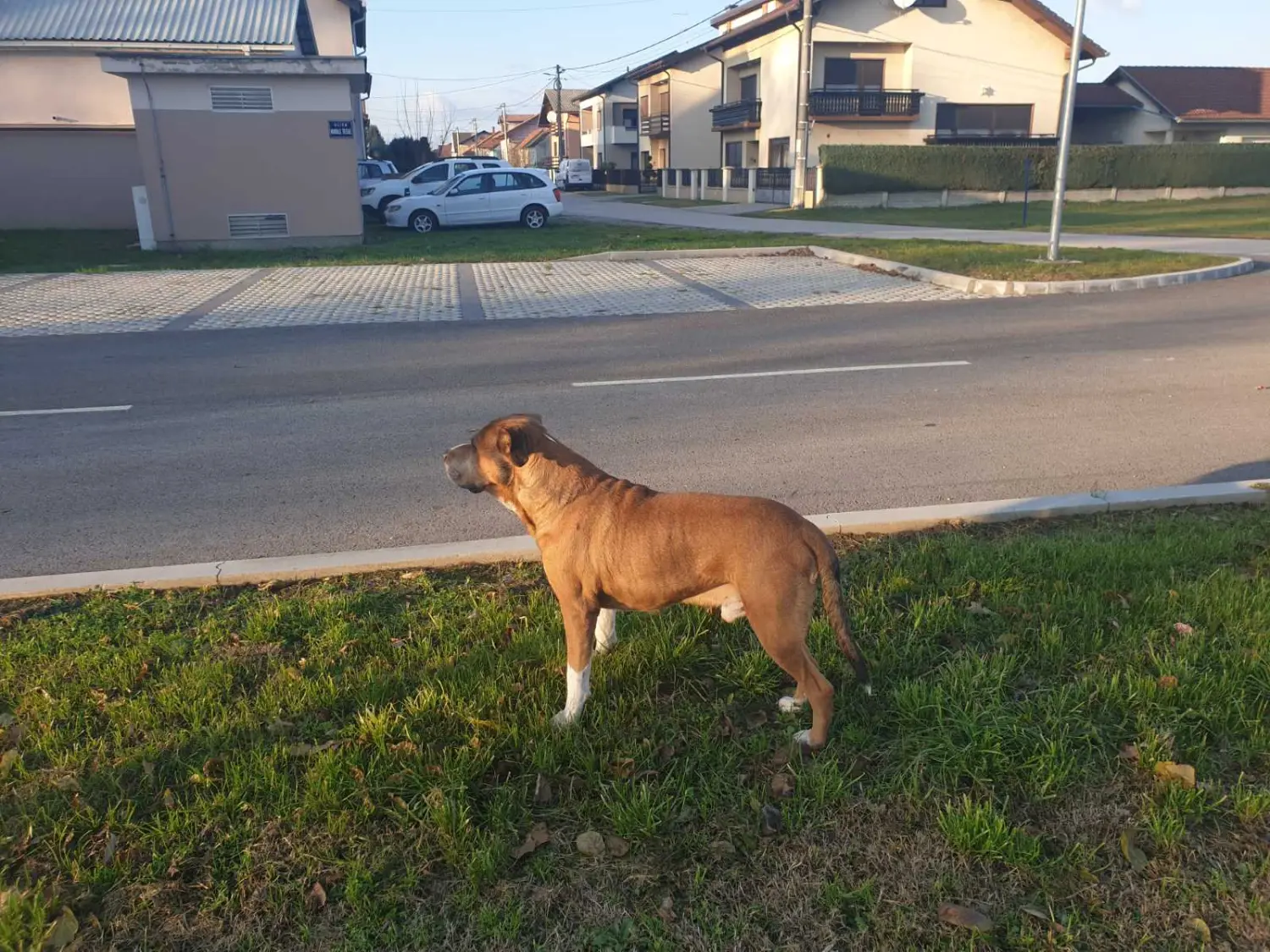 pas lutalica, Mala Subotica pas lutalica, Mala Subotica