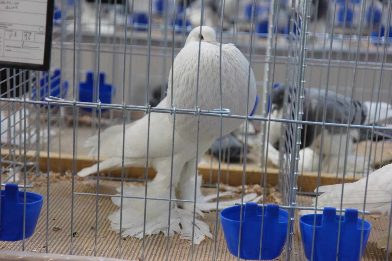 Otvorena izložba malih životinja u Nedelišću