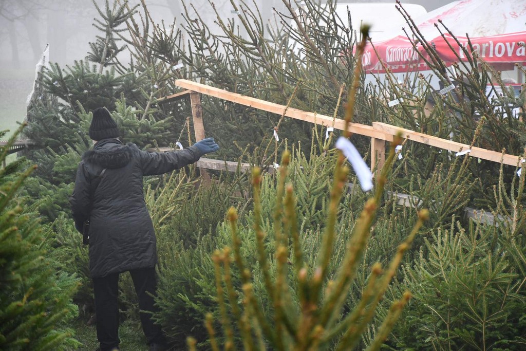 Ponuda božićnih drvaca