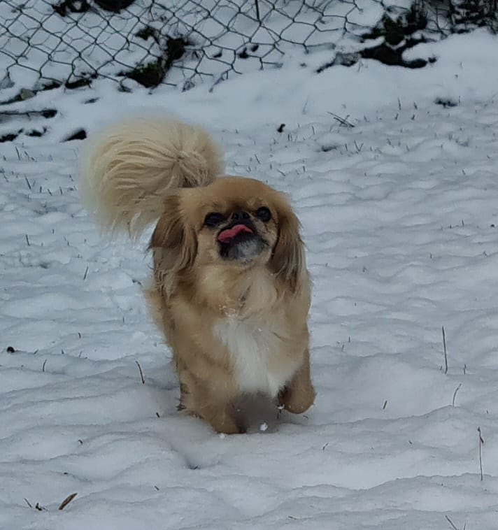 Kućni ljubimci vole snijeg