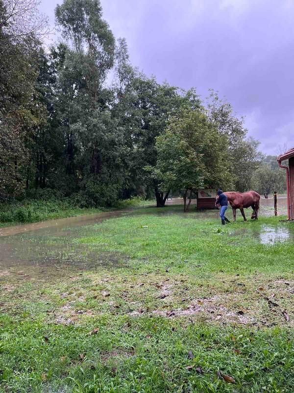 Evakuirani međimurski konji