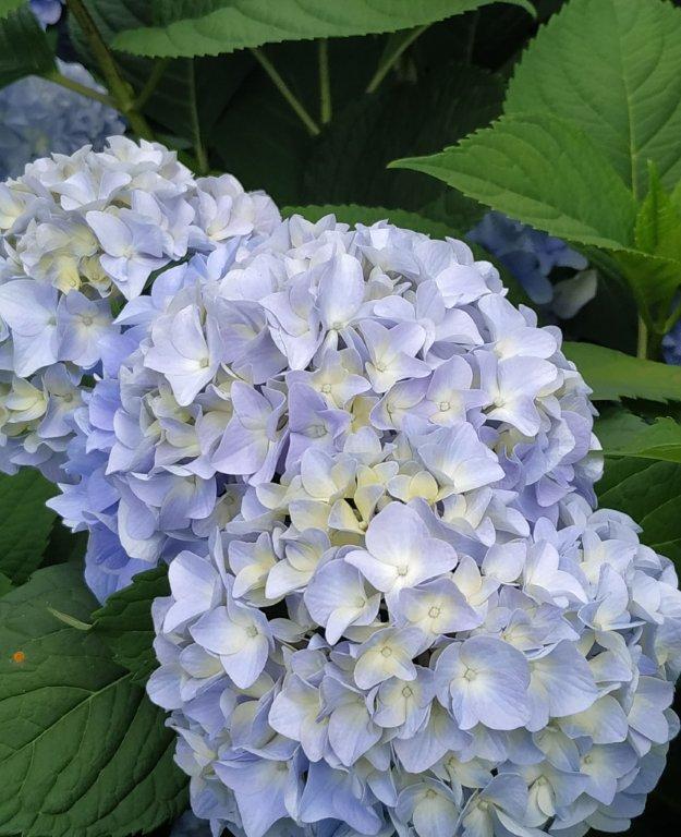 Biljno carstvo Vanje i Alena u Šenkovcu: Njihov vrt ‘Četiri godišnja doba’ mami poglede