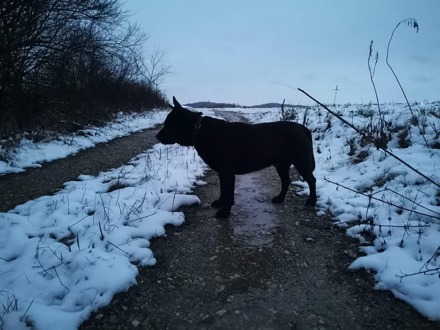 Kućni ljubimci vole snijeg