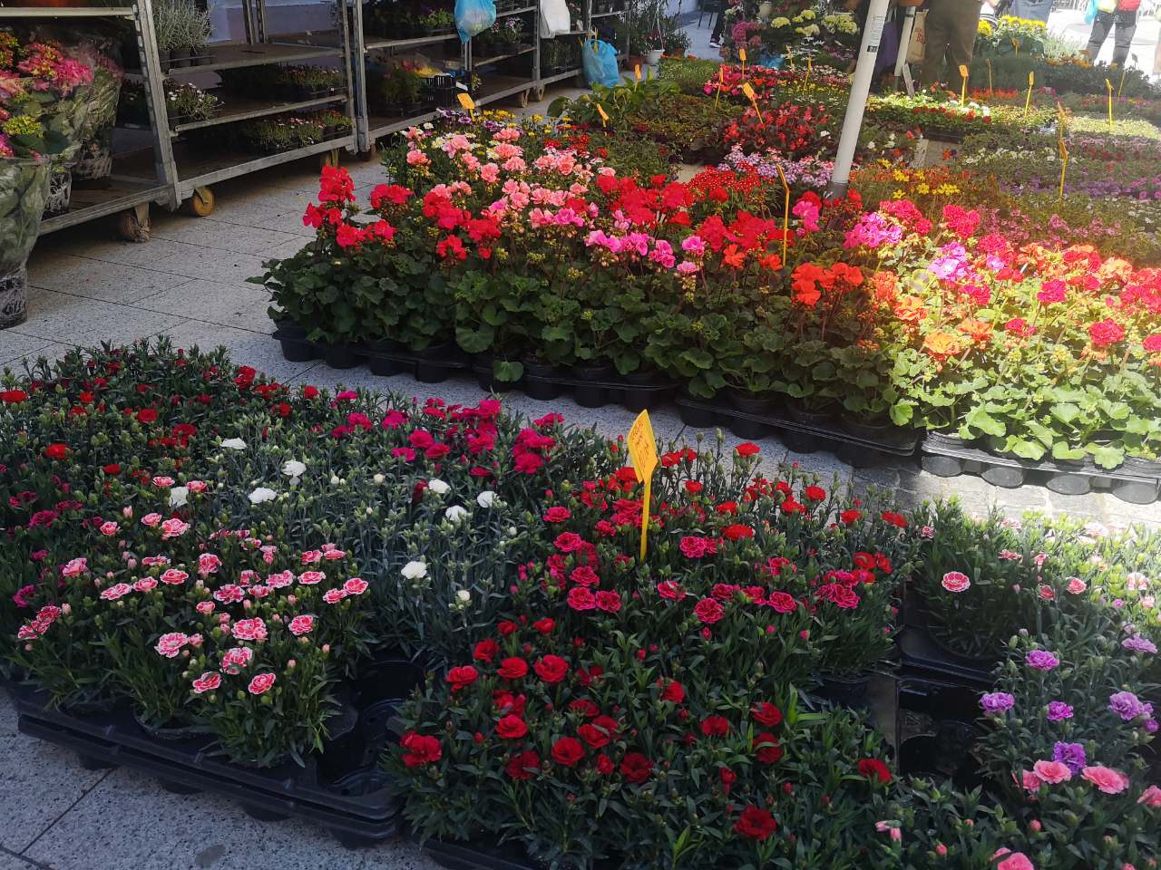 Festival cvijeća, jagoda i tradicije u Čakovcu