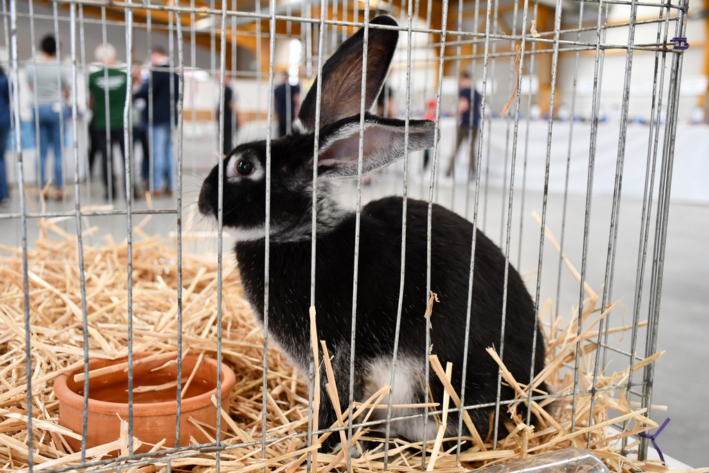 FOTO Izložba malih životinja privukla brojne izlagače, ali i posjetitelje