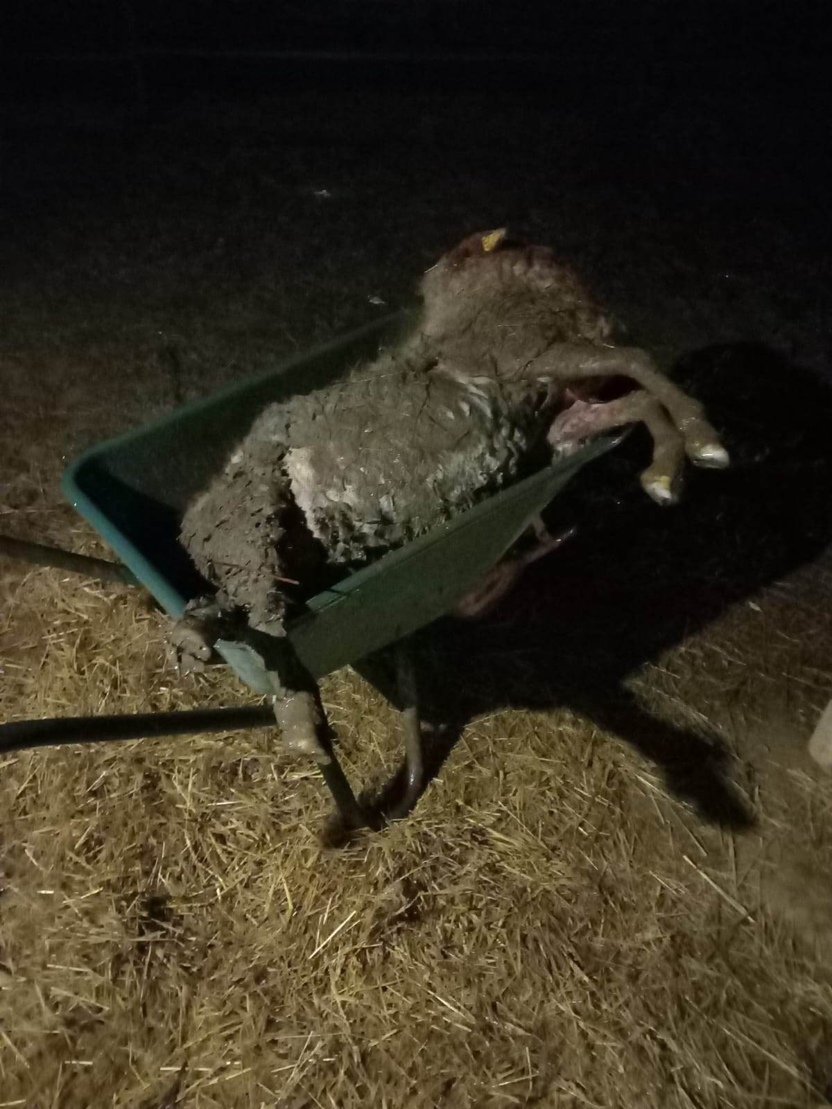 Čopor pasa lutalica poklao ovce i zečeve