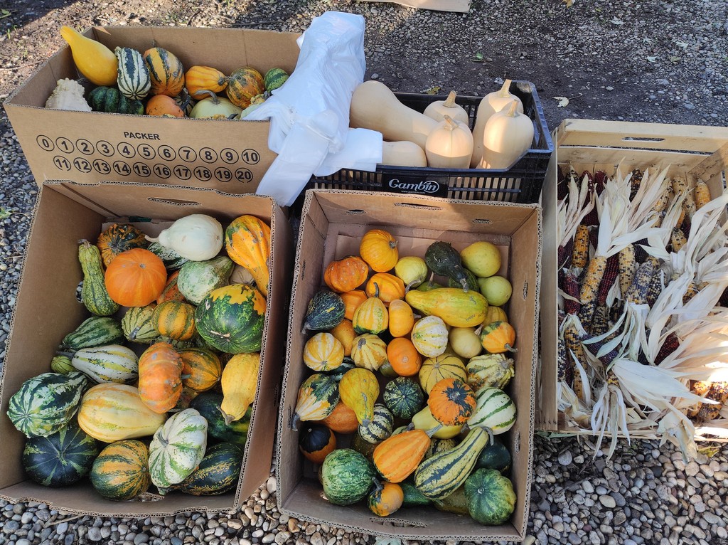 Čakovečki sajam srijedom (5.10.2022.)