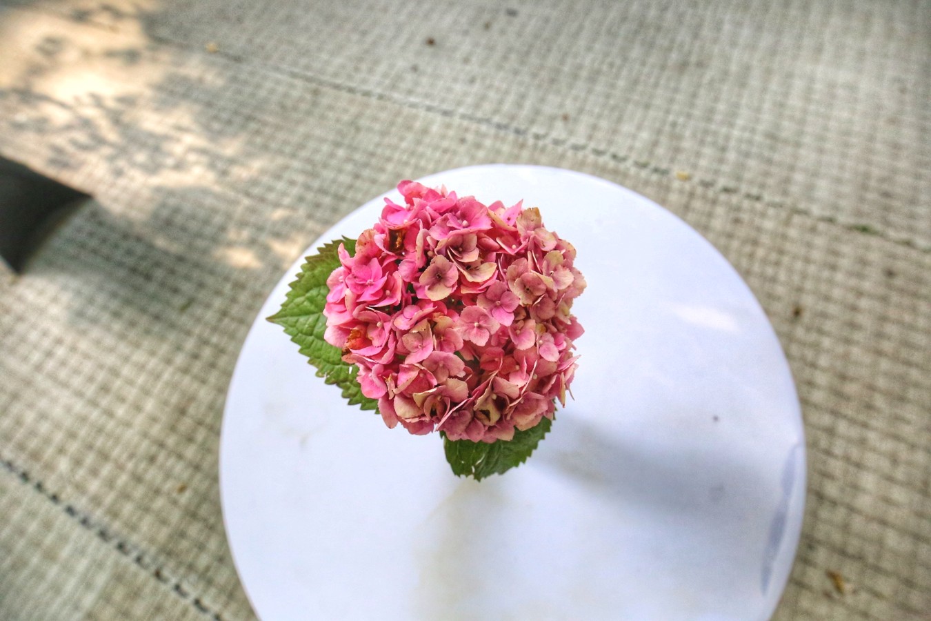 VinoGrad – neodoljiv svijet međimurskih vina na Porcijunkulovom