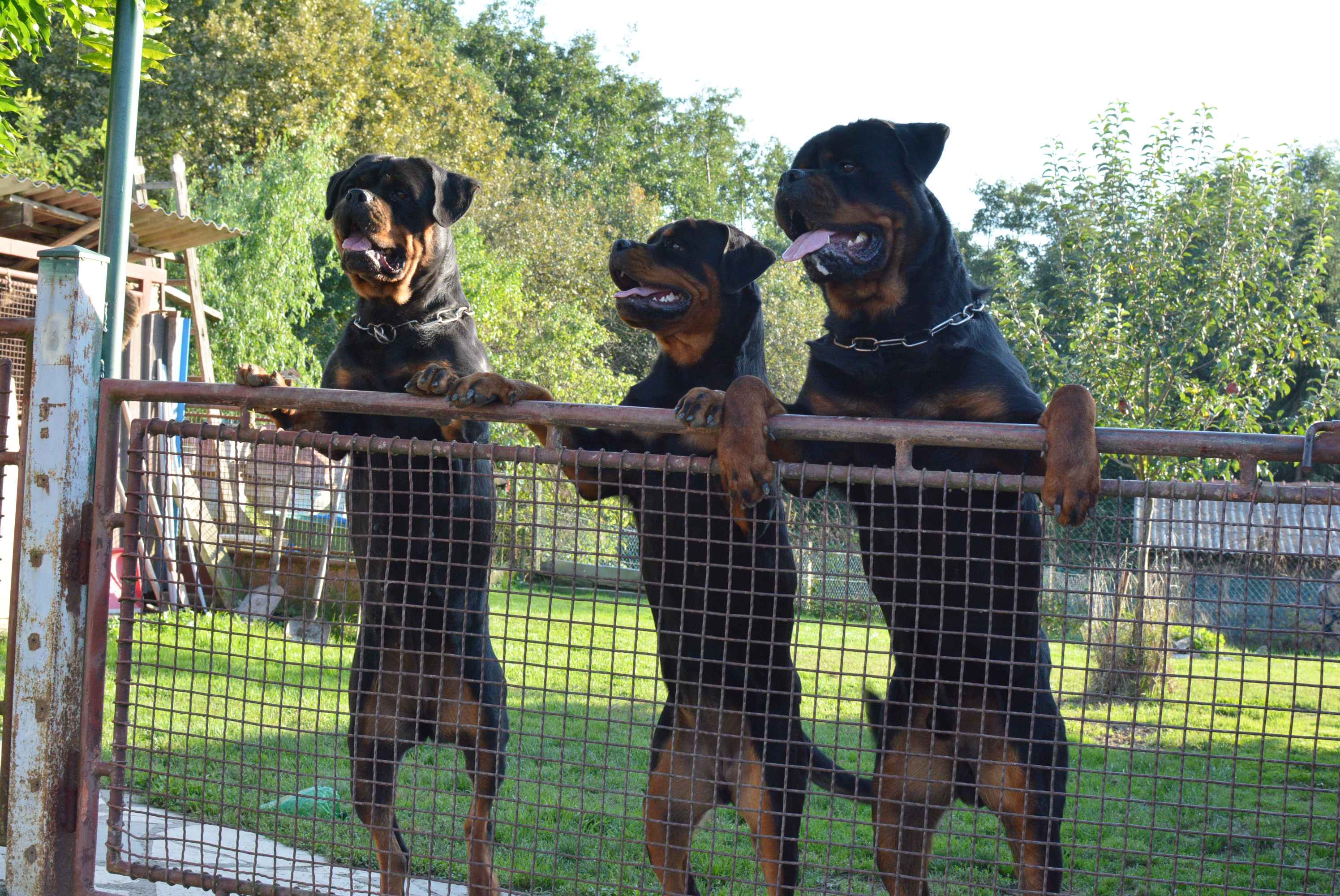 OBITELJ MIKAC IZ MIHOVLJANA Od 2014. godine imaju profinjenu uzgajivačnicu Rottweilera – ‘psi su naša najveća ljubav’ OBITELJ MIKAC IZ MIHOVLJANA Od 2014. godine imaju profinjenu uzgajivačnicu Rottweilera – ‘psi su naša najveća ljubav’