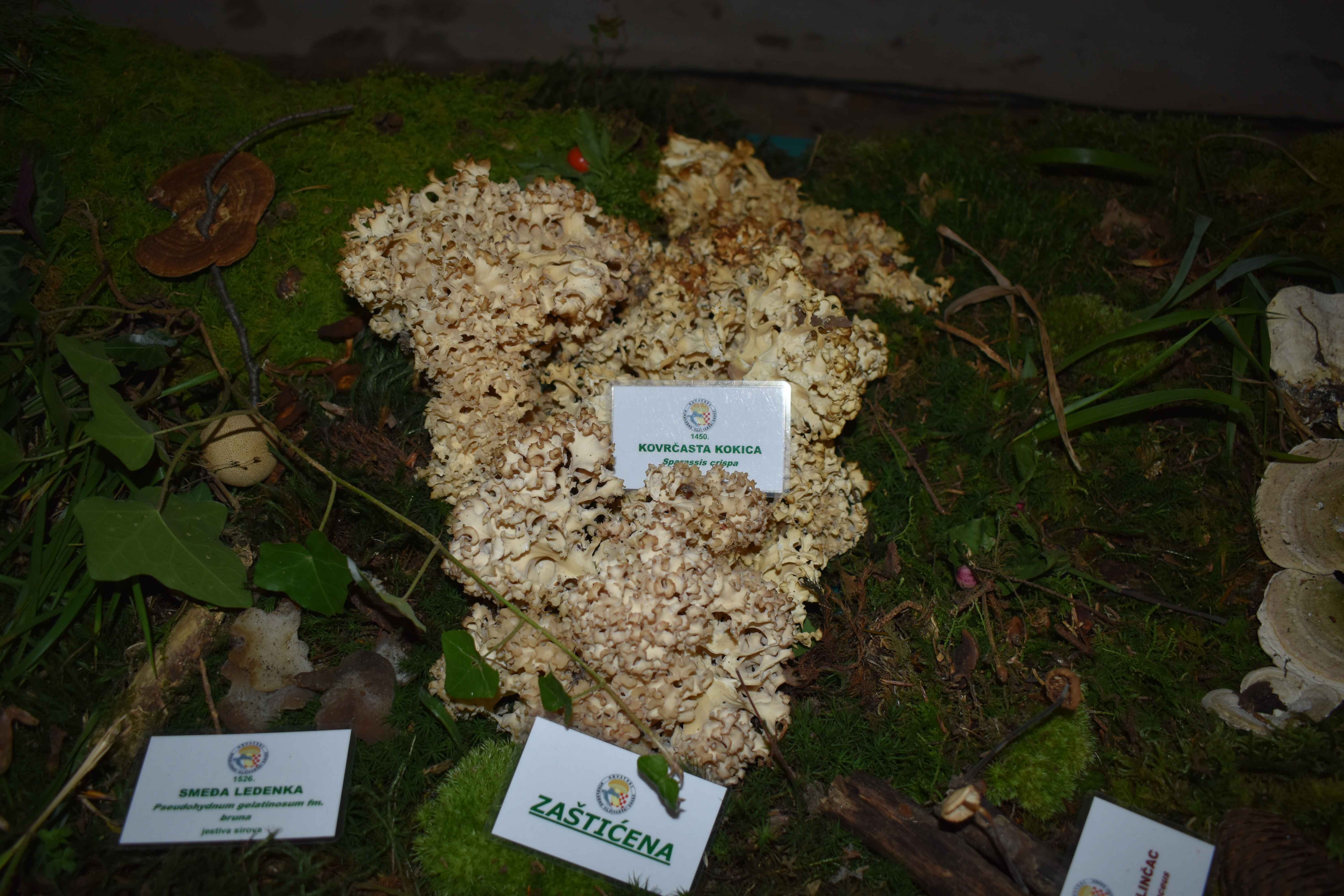 FOTO Ovog vikenda razgledajte zanimljivu i edukativnu izložbu gljiva u Čakovcu