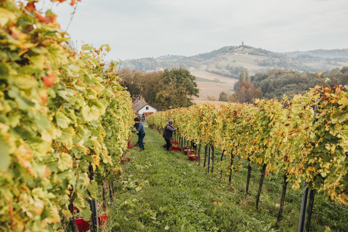 RAJKO CMREČNJAK ‘Osvojene medalje poticaj su nam za stvaranje budućih vrhunskih vina’