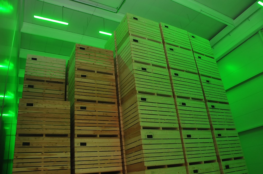 Belica, skladište krumpira