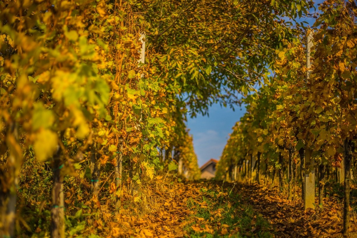 Jesenska rapsodija kroz objektiv Miroslave Novak