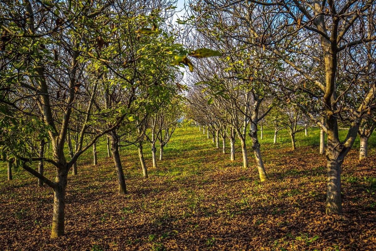 Jesenska rapsodija kroz objektiv Miroslave Novak