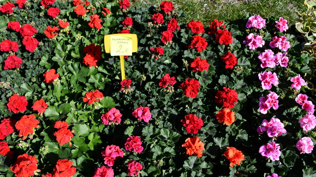 Proljetne temperature izmamile brojne posjetitelje na sajam u Čakovcu