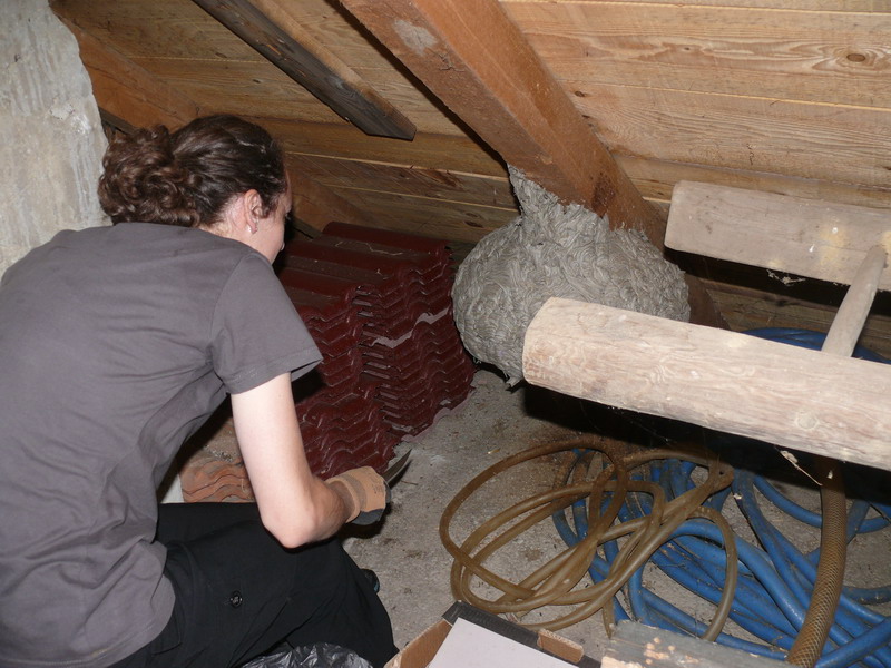 PRIČA IZ VUČETINCA Ogromno stršljenovo gnijezdo više ne prijeti obitelji Blanke Janušić Klaić!