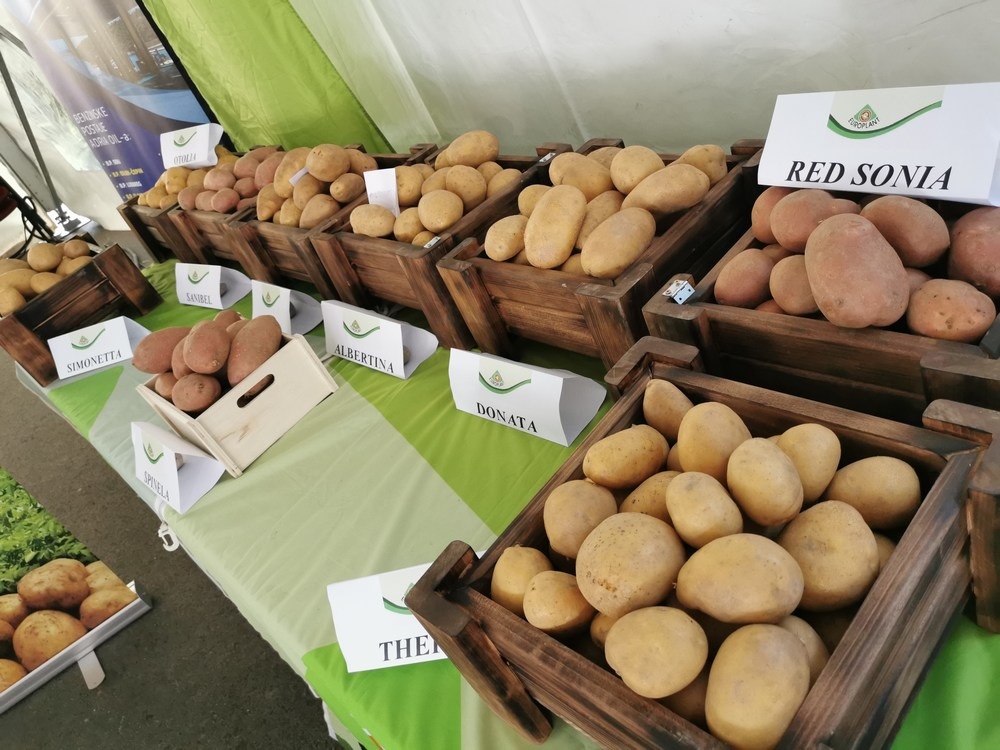 Festival krumpira u Belici