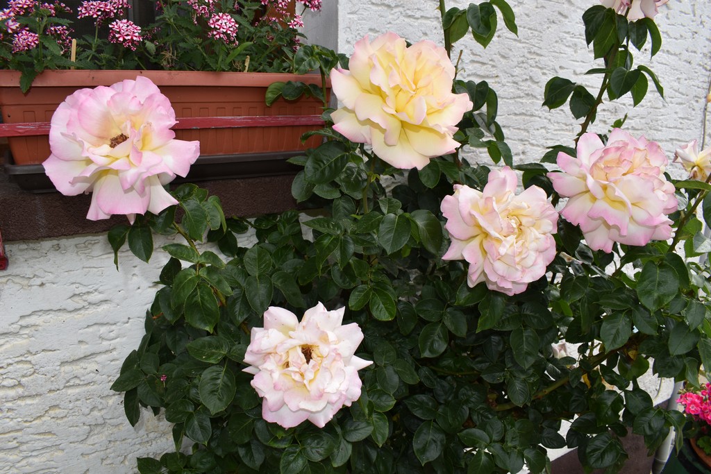 U RASKOŠNOM CVJETNJAKU ANE ŠAFARIĆ Miljenica mi je Ingrid Bergman