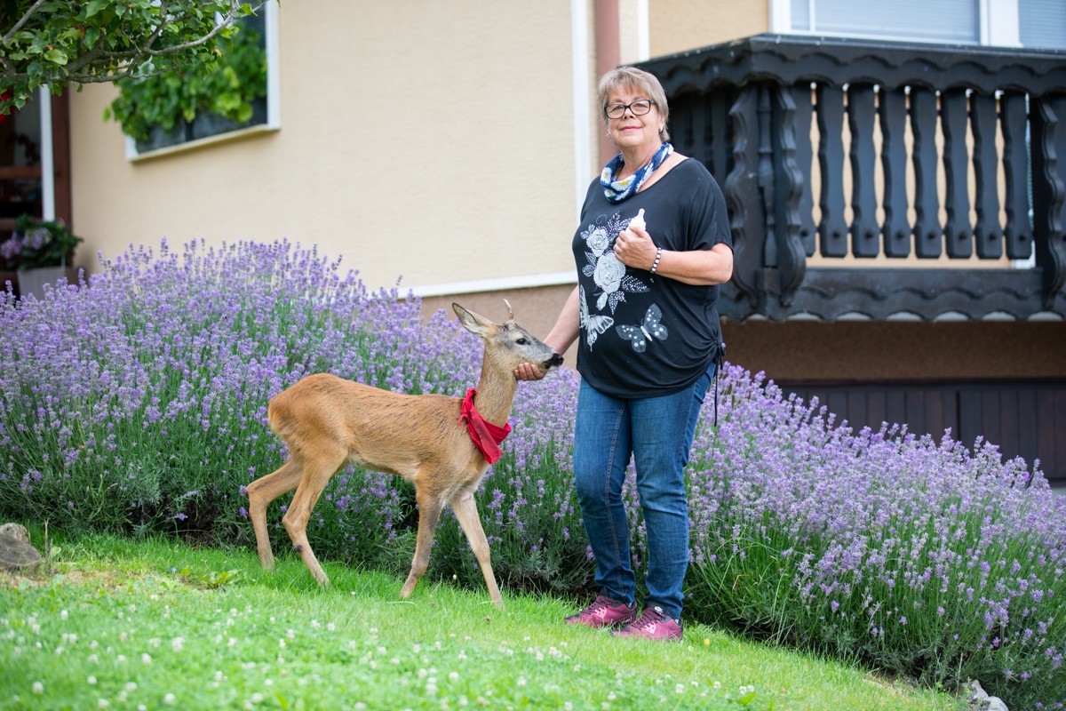 DIRLJIVA PRIČA Ivanka je prošle godine spasila polumrtvo lane. Danas je ono sretno u njezinom dvorištu