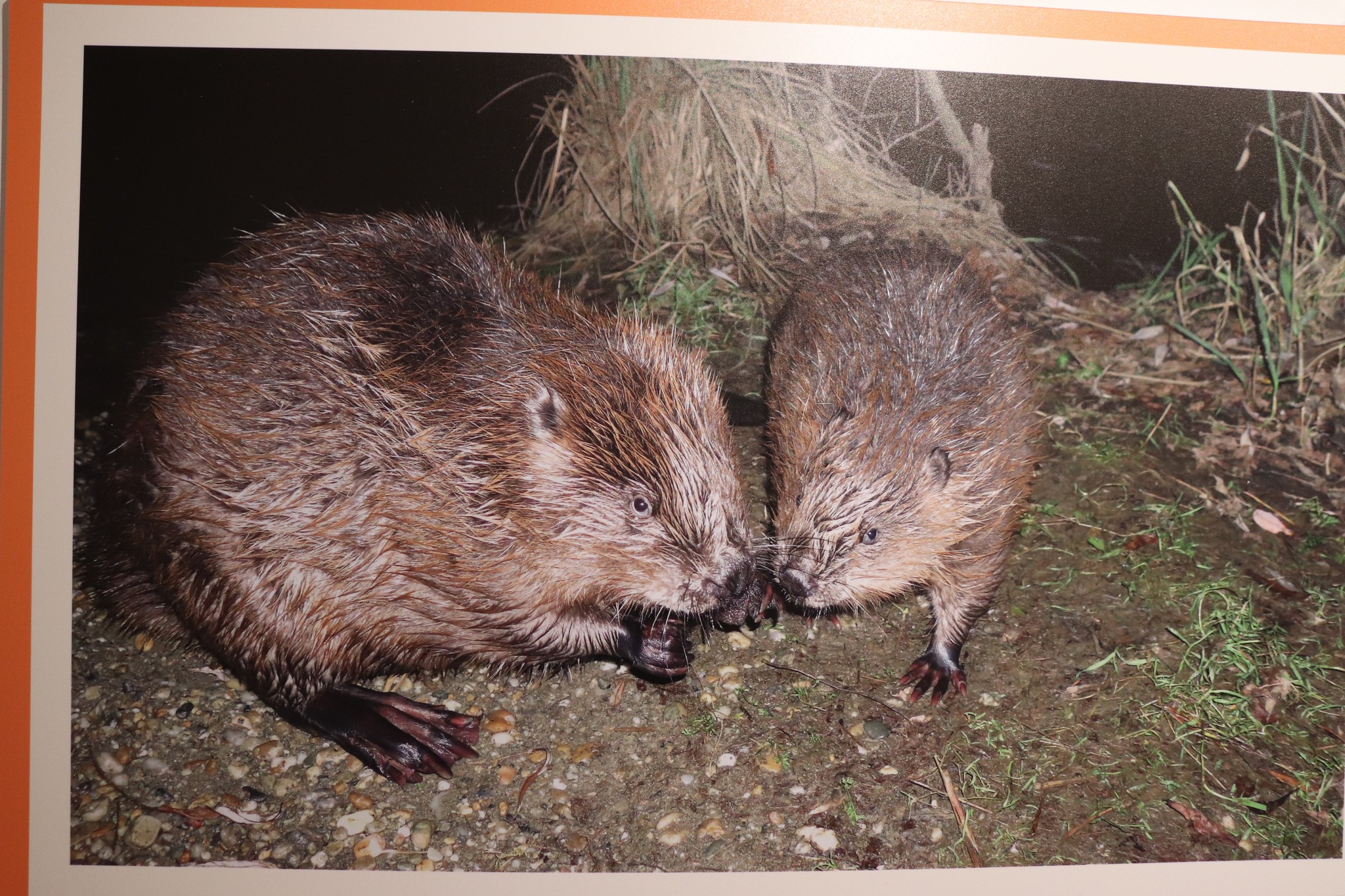 Otvorena izložba Josipa Horvata Majzeka – ‘Četvrt stoljeća dabra’