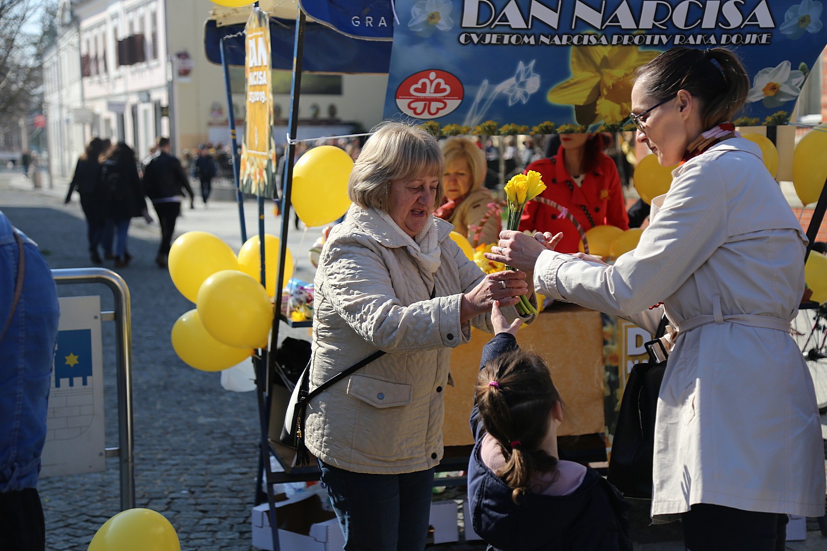 Dan narcisa – Međimurje obojeno u žuto