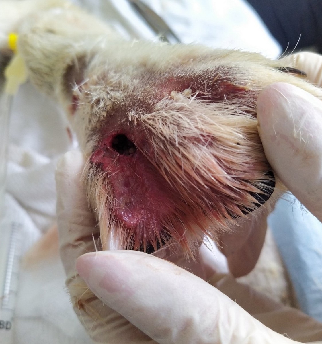 UZNEMIRUJUĆE FOTOGRAFIJE ‘Dokle će trajati patnja pasa u romskim naseljima Međimurja?’