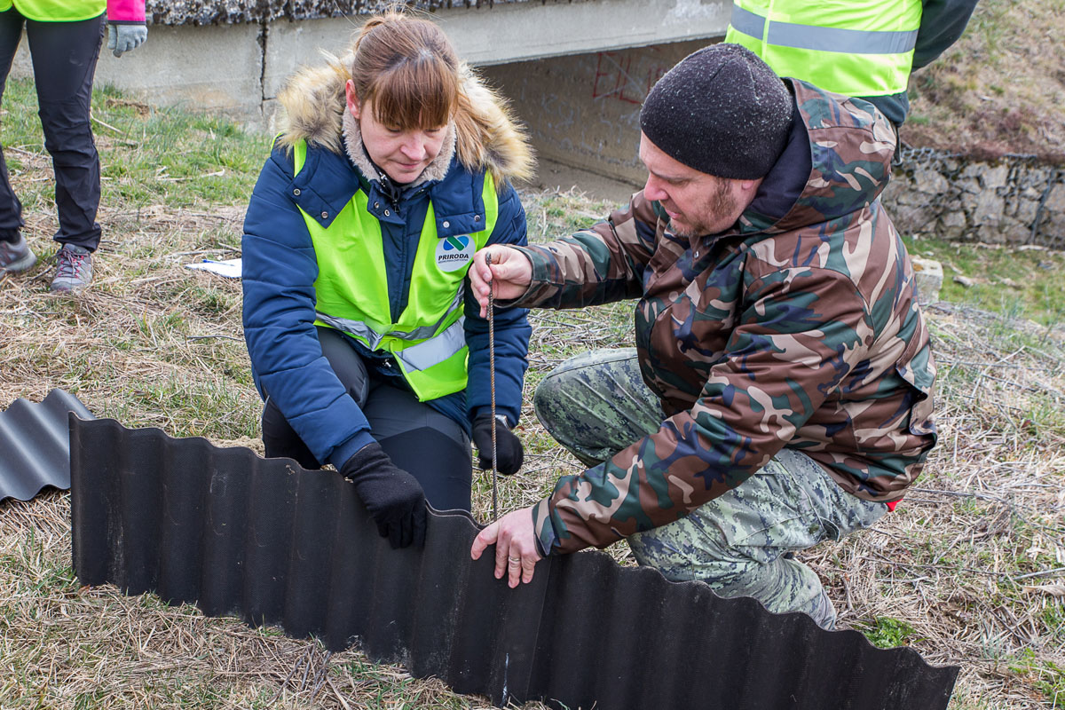 Akcija spašavanja vodozemaca