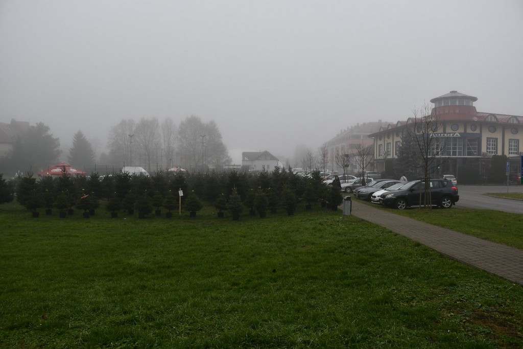 Ponuda božićnih drvaca