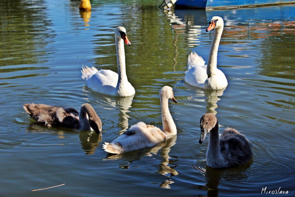 1047596110205109847522782421668