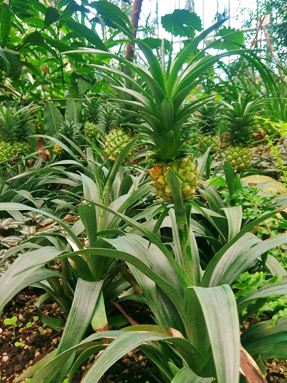 Image 5818437 (auto)