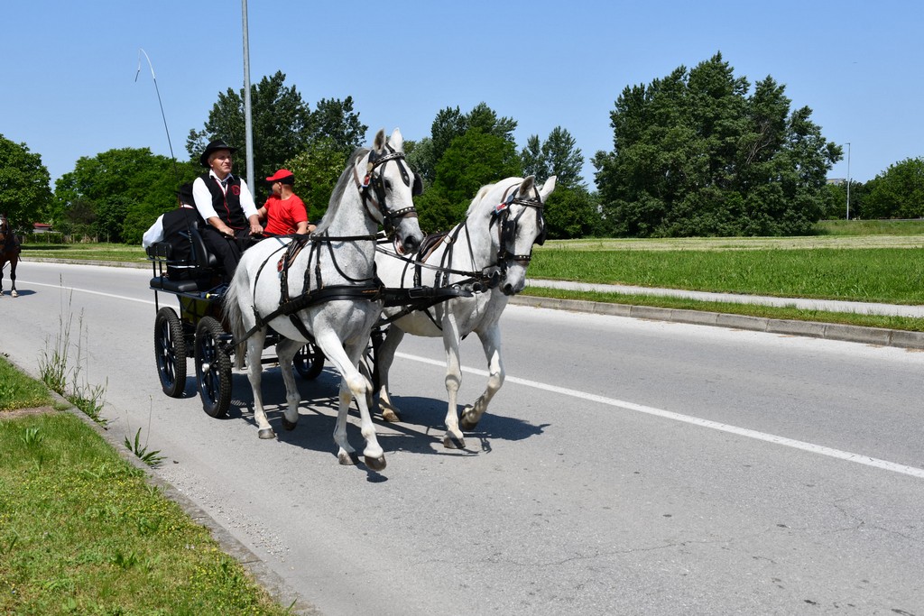 VIDEO I FOTO Međunarodno konjičko druženje okupilo brojne uzgajivače konja iz SZ Hrvatske te Slovenije i Austrije