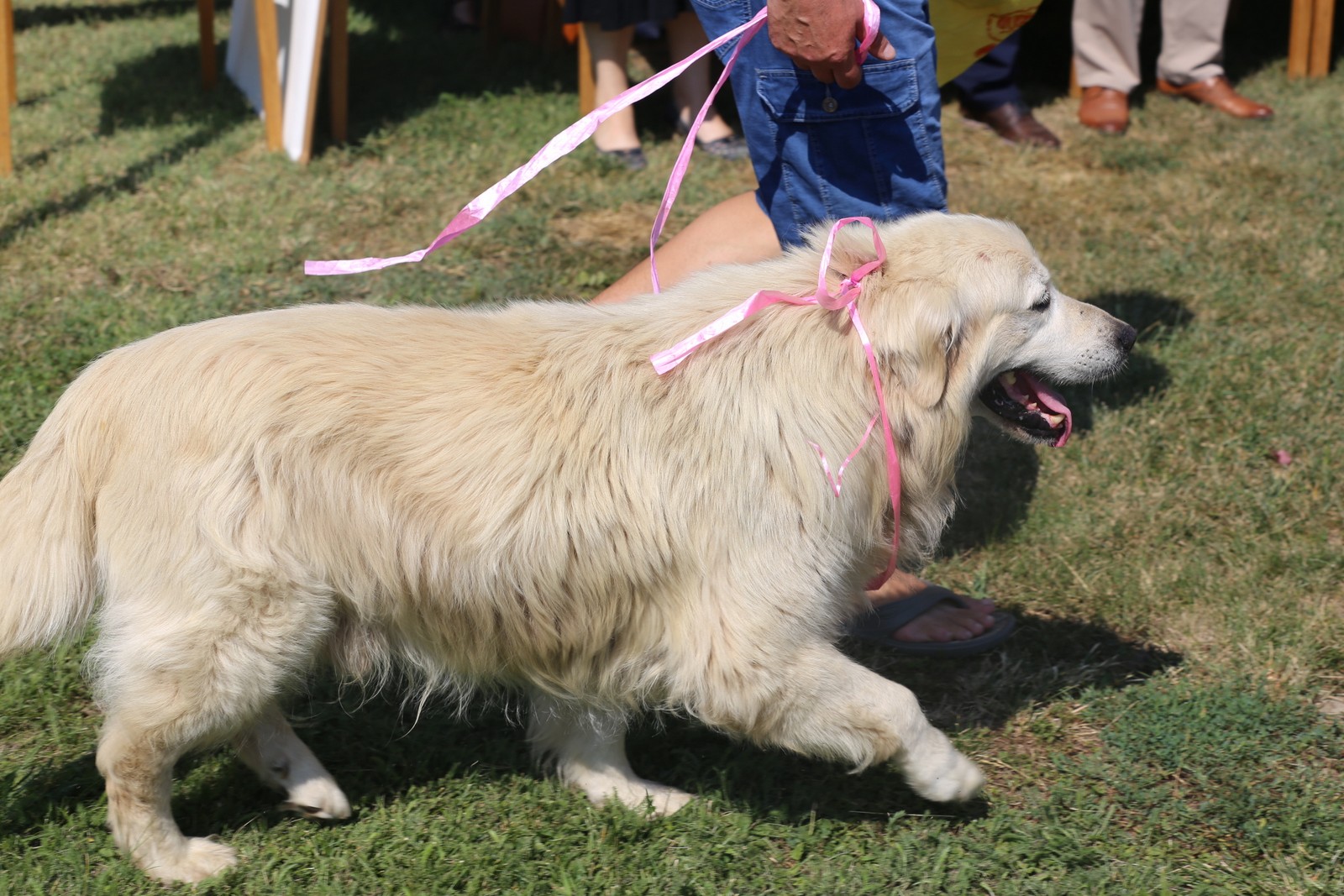 ROKOVO U MEĐIMURJU Procesija i sveta misa u Draškovcu