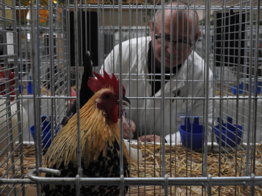 Izložba malih životinja, Mesap,