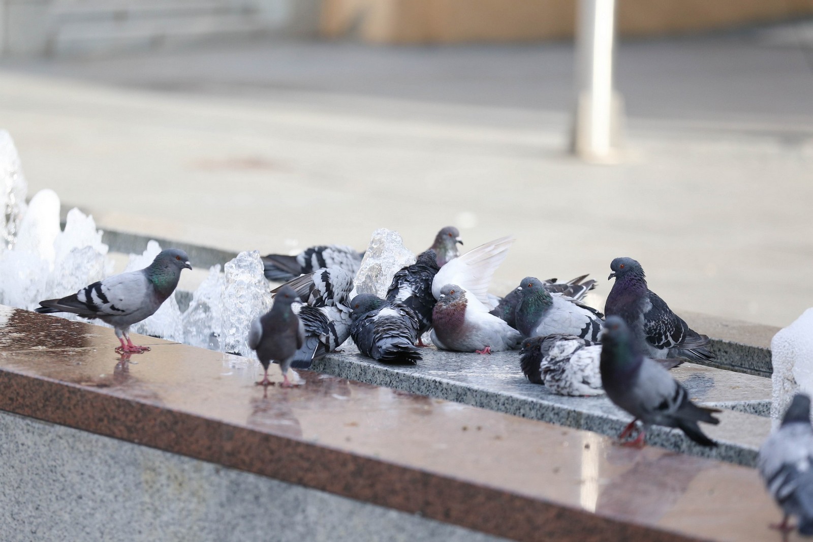 KLIKOM PO ČAKOVCU Subotnje jutro izmamilo građane u centar grada