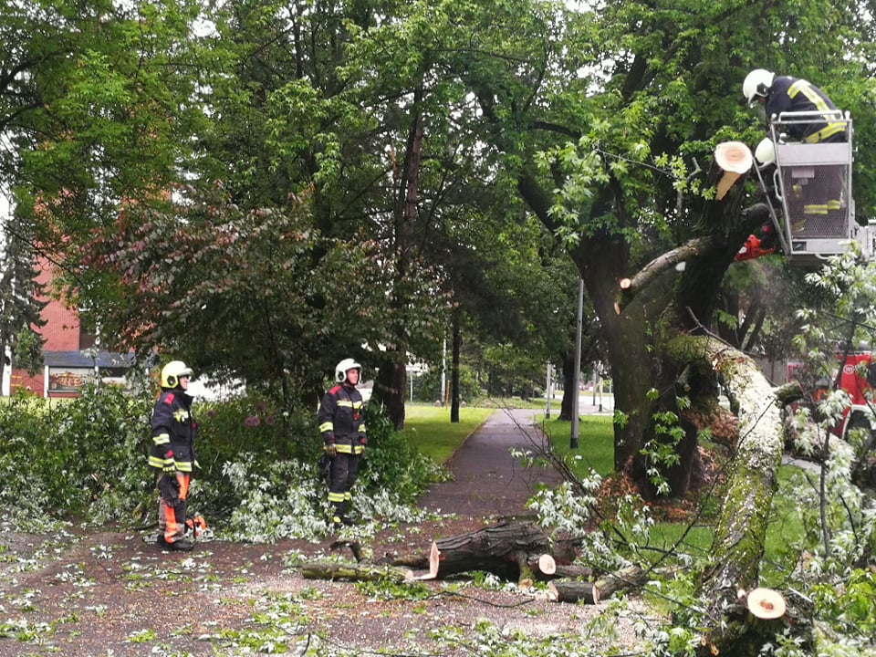 U Čakovcu se srušilo stablo