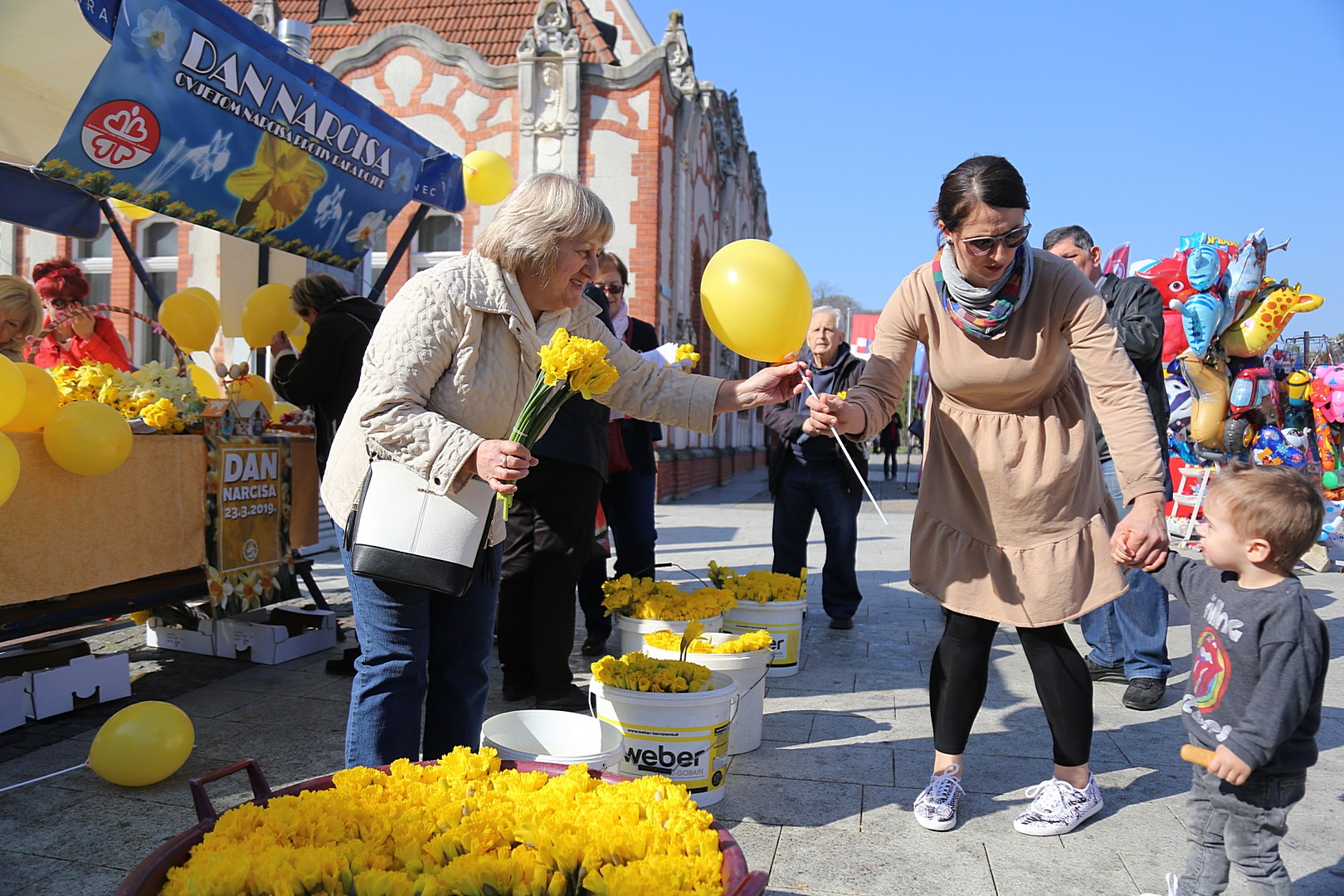Dan narcisa – Međimurje obojeno u žuto
