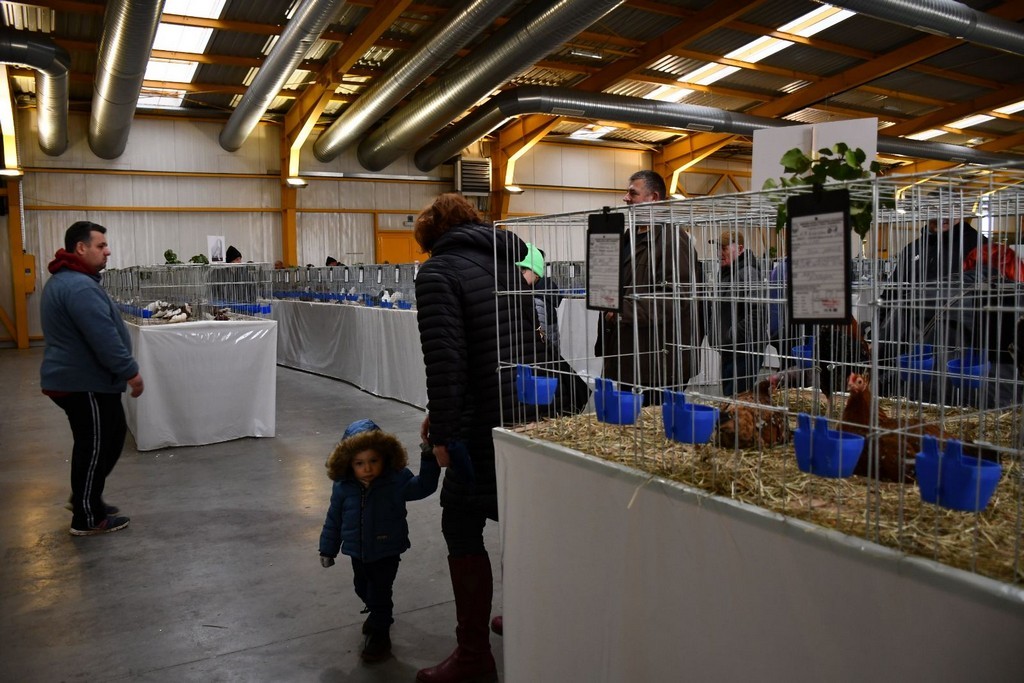 IZLOŽBA MALIH ŽIVOTINJA Izloženo preko tisuću malih životinja vrhunskih uzgajivača iz Hrvatske, ali i šire IZLOŽBA MALIH ŽIVOTINJA Izloženo preko tisuću malih životinja vrhunskih uzgajivača iz Hrvatske, ali i šire
