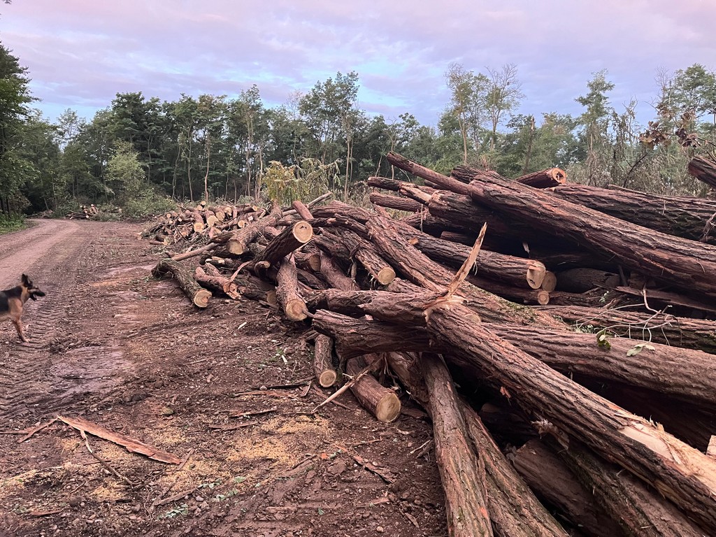 ‘GOLOSJEK’ STABALA Mještani se pitaju: Zbog čega se ruše stabla u ‘Martici’? Istražili smo, evo odgovora