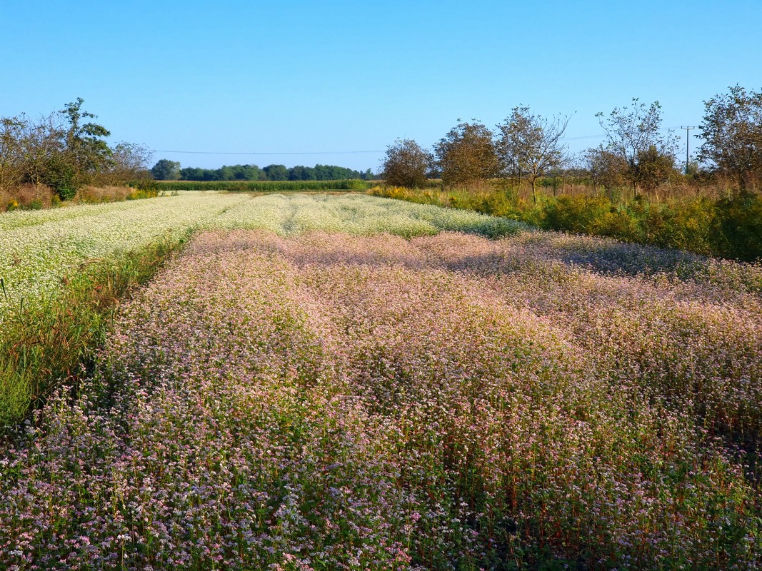 ANDRIJA STRIČAK IZ ČAKOVCA Heljda je dobra i za ljude i za pčele