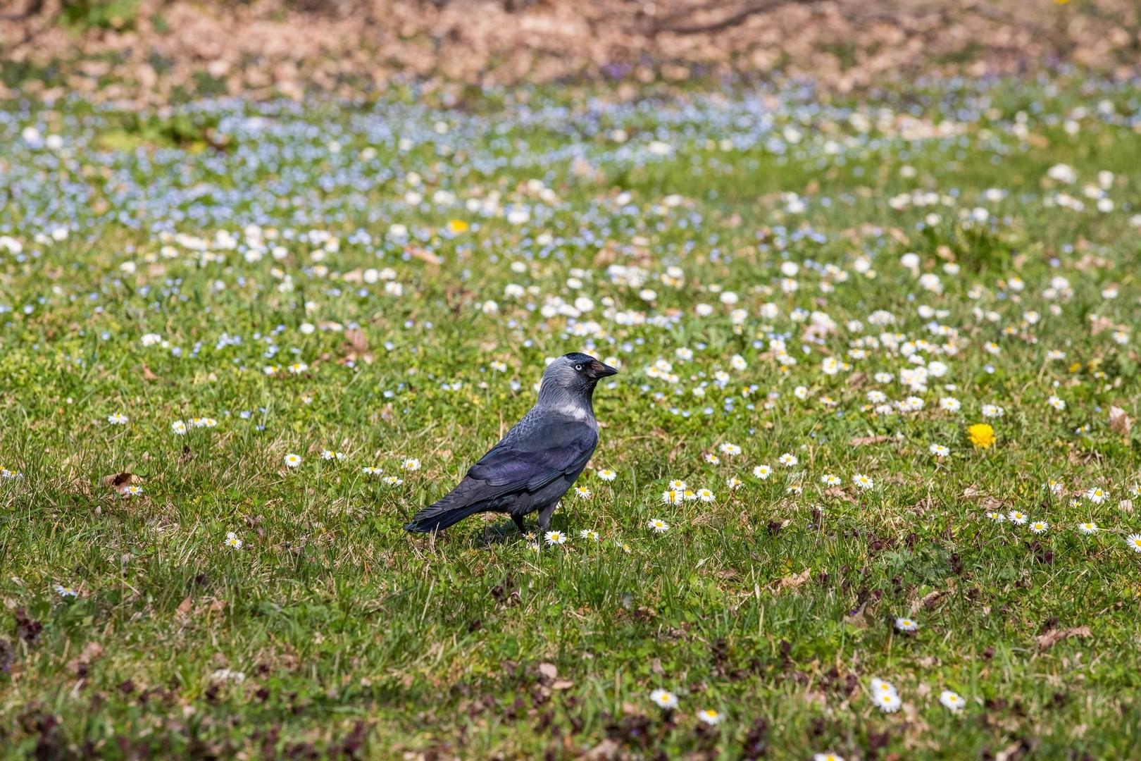 Proljetna cvjetna rapsodija u Međimurju iz objektiva Miroslave Novak Hranjec