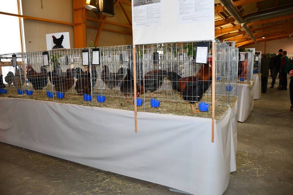 IZLOŽBA MALIH ŽIVOTINJA Izloženo preko tisuću malih životinja vrhunskih uzgajivača iz Hrvatske, ali i šire IZLOŽBA MALIH ŽIVOTINJA Izloženo preko tisuću malih životinja vrhunskih uzgajivača iz Hrvatske, ali i šire