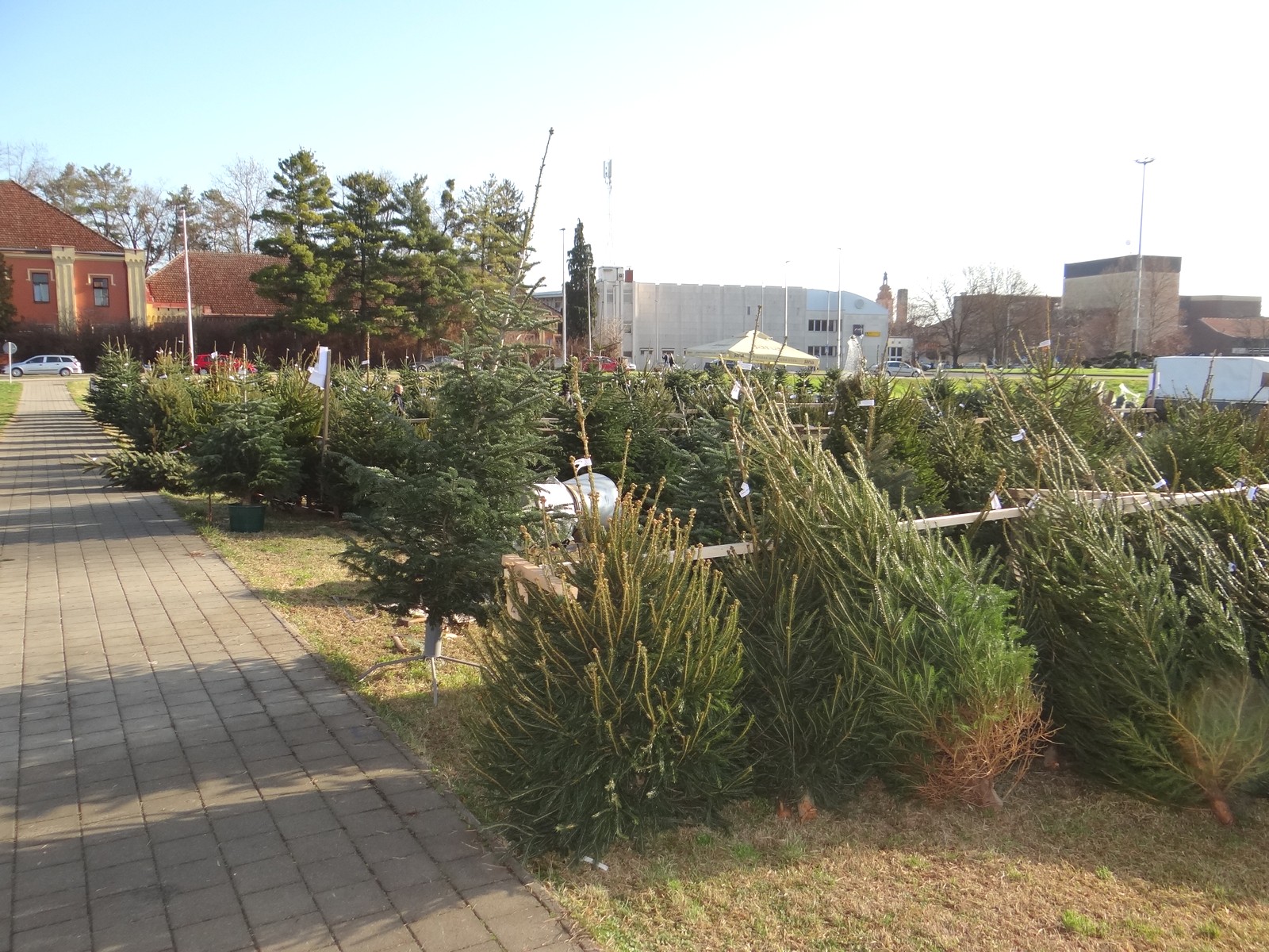 Provjerili smo cijene božićnih drvaca u Međimurju: Ponuda iz godine u godinu sve bogatija Provjerili smo cijene božićnih drvaca u Međimurju: Ponuda iz godine u godinu sve bogatija