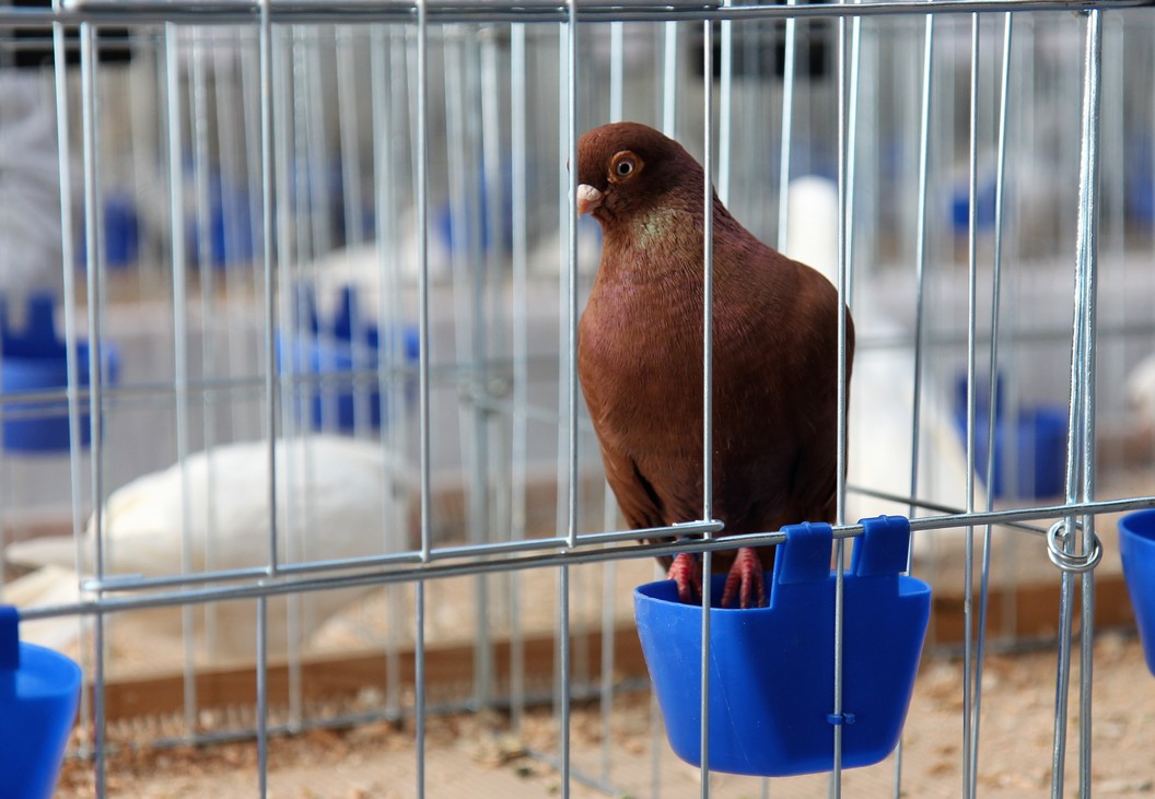Otvorena izložba malih životinja u Nedelišću