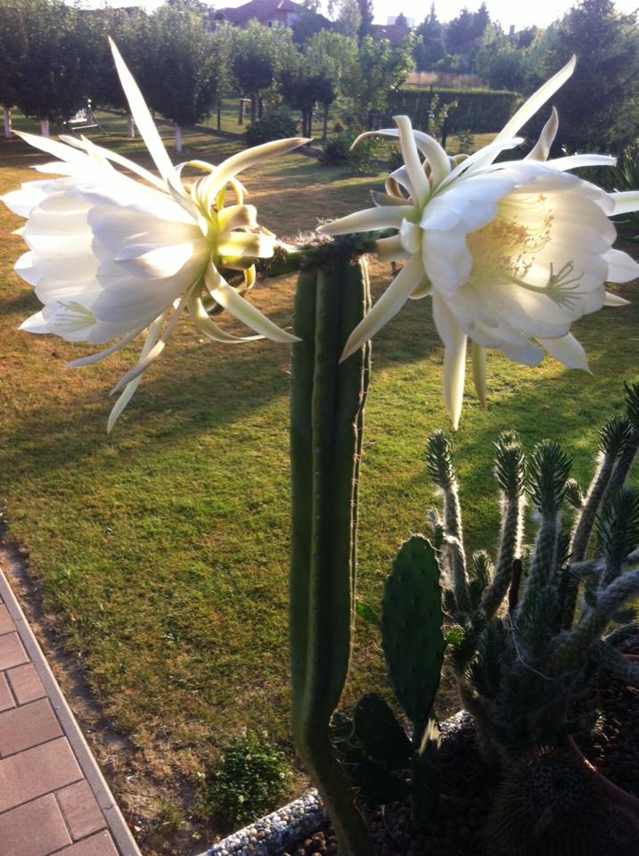 1176017788816437460797360411481