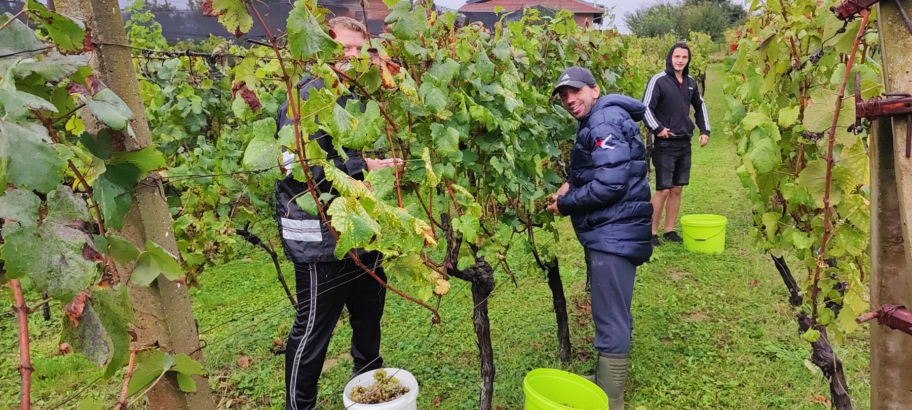 Berba kod obitelji Tomašić