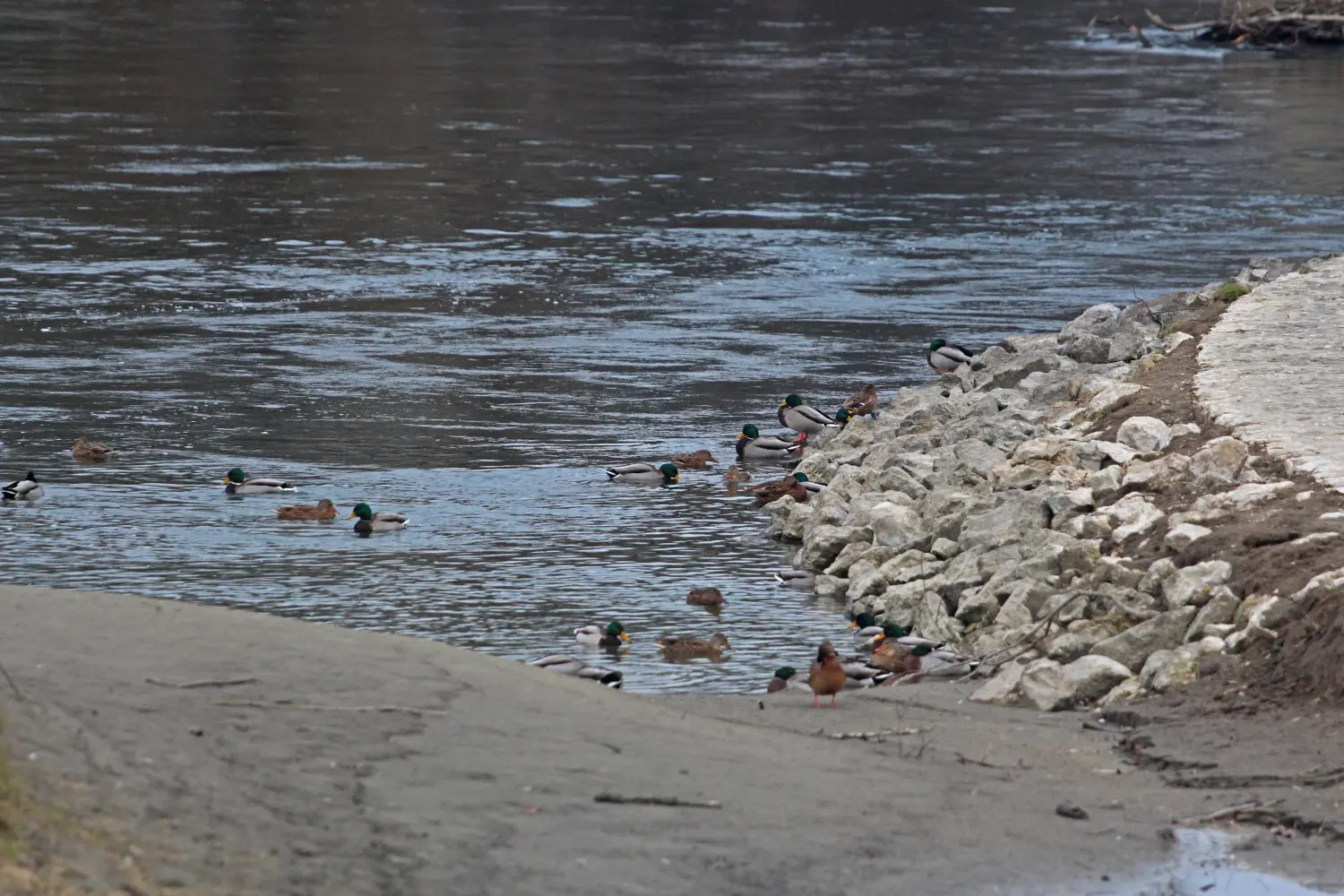 1.12. 2024. Klikom po Muri (25) 1.12. 2024. Klikom po Muri (25)