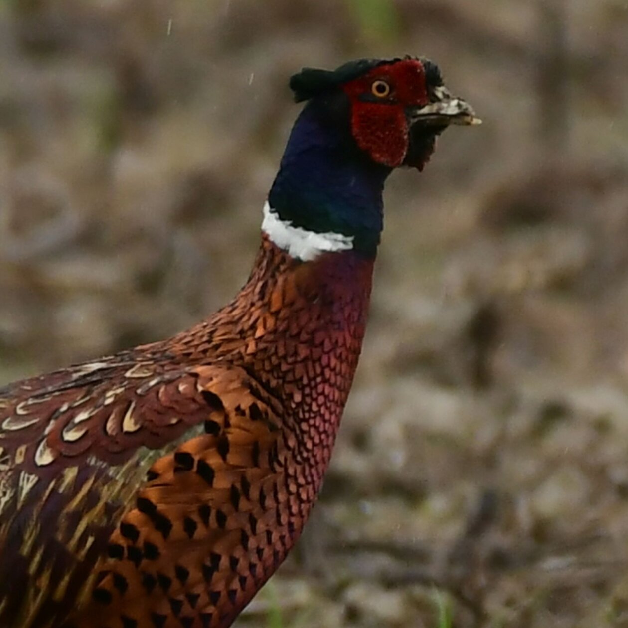 Priroda Danijel Mikolaj Priroda Danijel Mikolaj