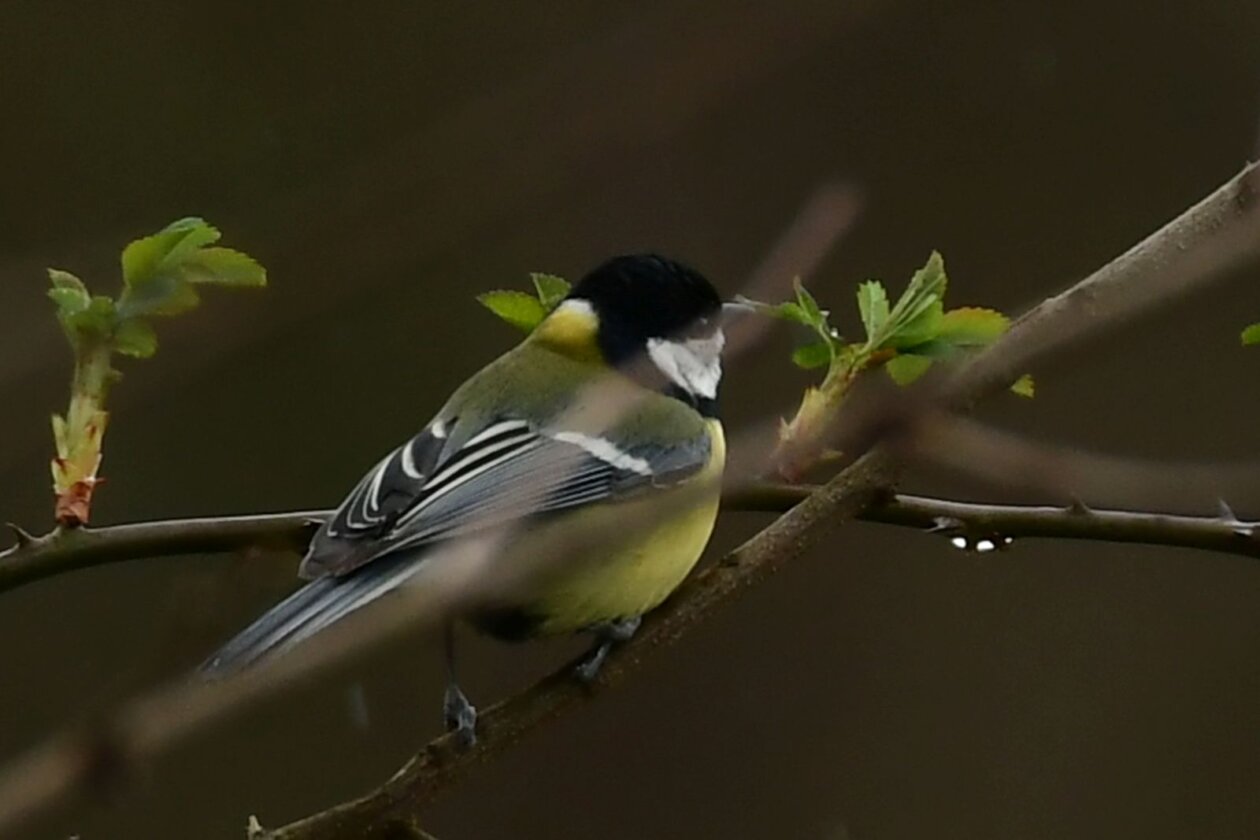 Priroda Danijel Mikolaj Priroda Danijel Mikolaj