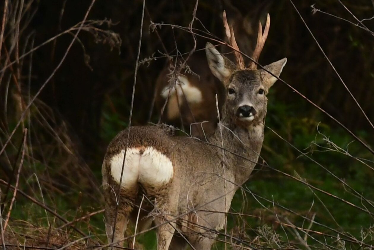 Priroda Danijel Mikolaj Priroda Danijel Mikolaj