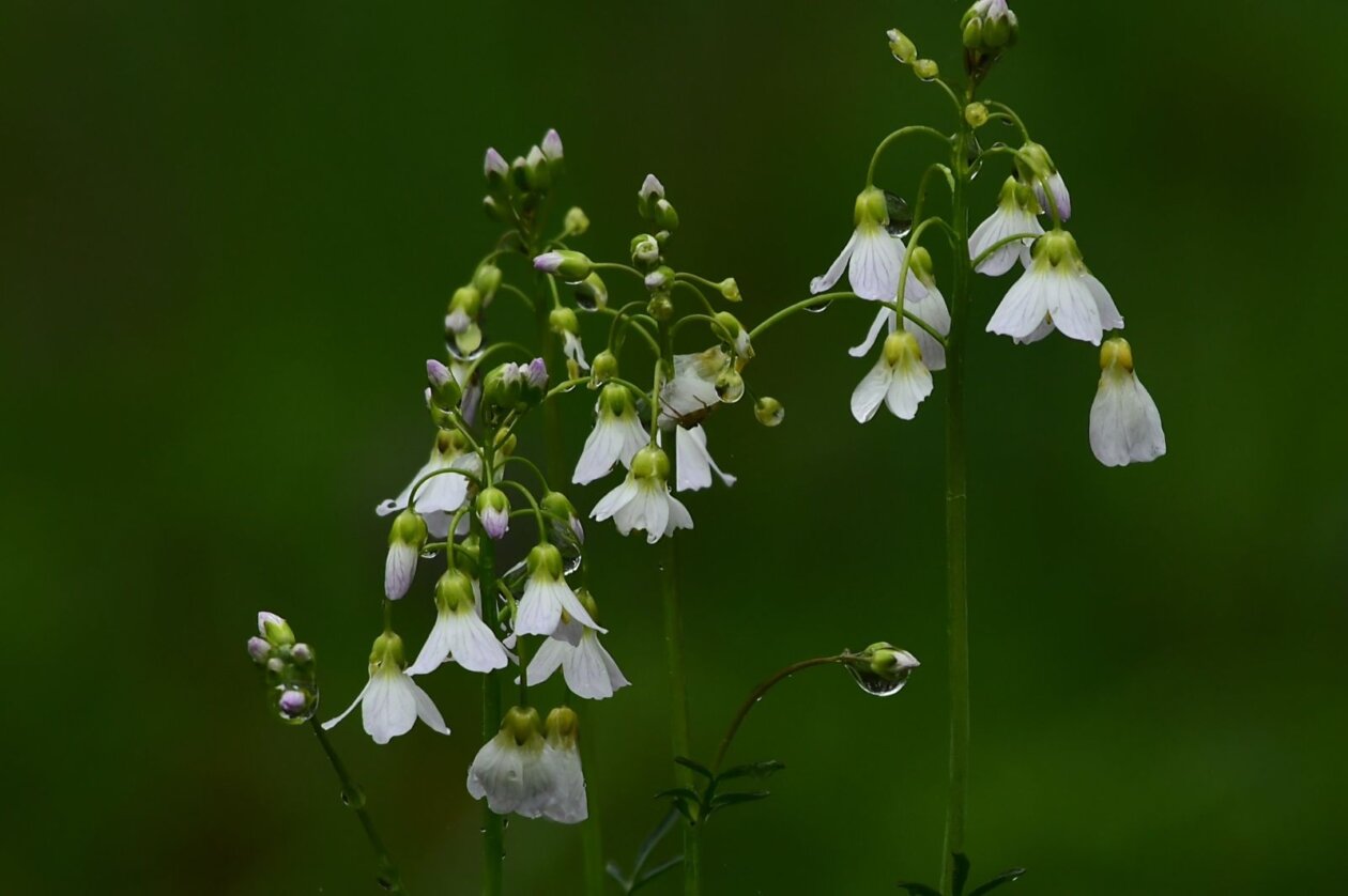 Priroda Danijel Mikolaj Priroda Danijel Mikolaj